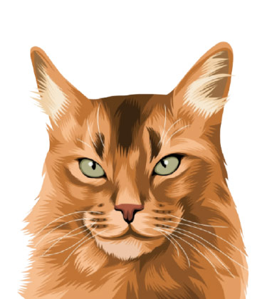 Ritratto completamente colorato di gatto